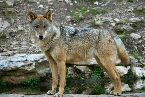 huella lobo|Lobo ibérico (Canis lupus signatus). Indicios de。